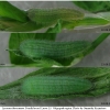 lyc thersamon larva3 volg4